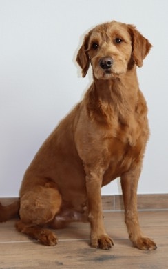 Bruno Emotional Manager